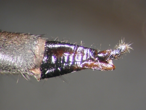 Machimus setibarbus - Ovipositor - lateral