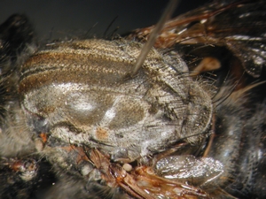 Machimus setibarbus - Thorax - dorsal