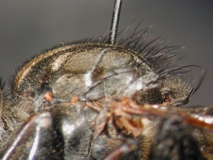 Machimus setibarbus - Thorax - lateral