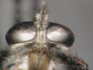 Machimus setibarbus - head - dorsal