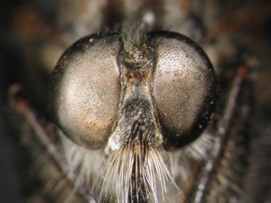 Machimus setibarbus - Kopf - frontal