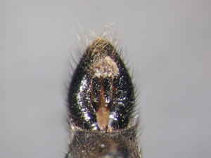 Machimus setibarbus - Hypopygium - dorsal