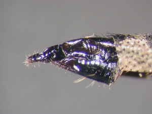 Neoepitriptus setosulus - Ovipositor - lateral