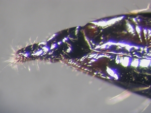 Neoepitriptus setosulus - Ovipositor - lateral