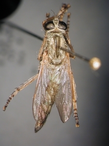 Neoepitriptus setosulus - dorsal