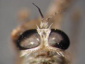 Neoepitriptus setosulus - head - dorsal