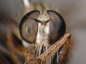 Neoepitriptus setosulus - head - frontal