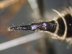 Neoitamus cothurnatus - Ovipositor - dorsal