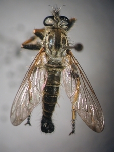 Neoitamus cothurnatus - dorsal