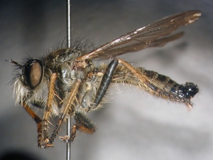 Neoitamus cothurnatus - lateral