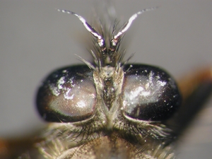 Neoitamus cothurnatus - head - dorsal