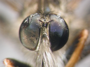 Neoitamus cothurnatus - head - frontal