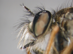 Neoitamus cothurnatus - head - lateral