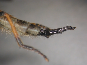 Neoitamus cyanurus - Ovipositor - lateral