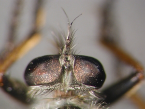 Neoitamus cyanurus - head - dorsal