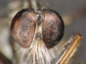 Neoitamus cyanurus - Kopf - frontal