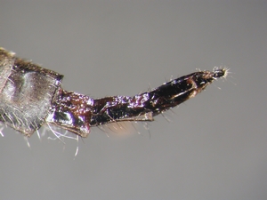 Neoitamus socius - Ovipositor - lateral