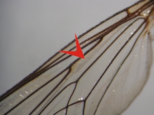 Fig. 11: Neoitamus socius: Wing