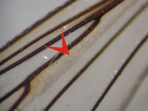 Fig. 12: Neoitamus socius: Basale Radialzelle