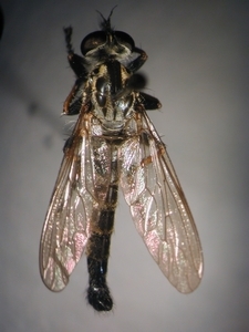 Neoitamus socius - Männchen