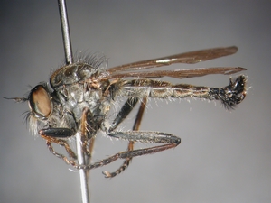 Neoitamus socius - lateral