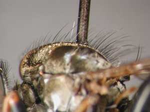 Neoitamus socius - Thorax - lateral