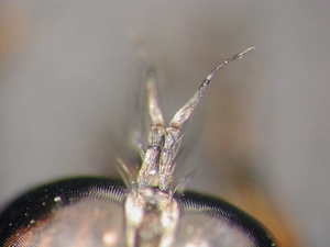 Neoitamus socius - Antenna