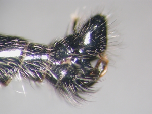 Abb. 5: Neoitamus socius: Hypopygium lateral