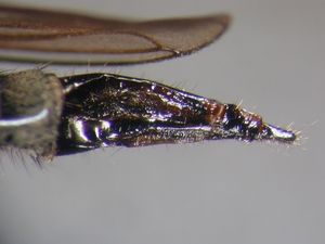 Fig. 32: Neomochtherus geniculatus: Ovipositor lateral