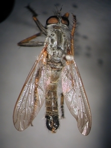 Neomochtherus geniculatus - dorsal
