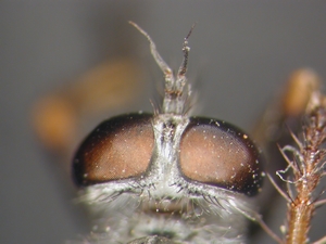 Neomochtherus geniculatus - head - dorsal