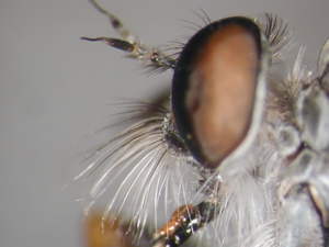 Neomochtherus geniculatus - head - lateral