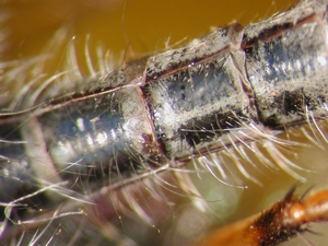 Neomochtherus geniculatus - Abdomen - ventral