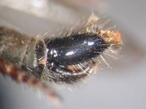 Neomochtherus geniculatus - Hypopygium - lateral