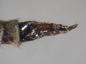 Neomochtherus pallipes - Ovipositor - lateral
