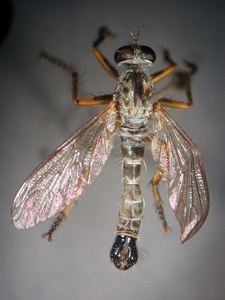 Neomochtherus pallipes - dorsal