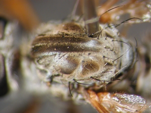 Neomochtherus pallipes - Thorax - dorsal