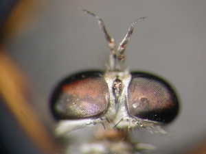 Neomochtherus pallipes - head - dorsal