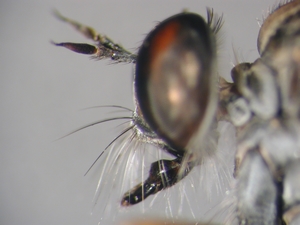 Neomochtherus pallipes - head - lateral