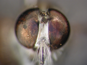 Neomochtherus pallipes - head - frontal