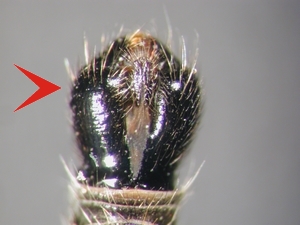 Abb. 8: Neomochtherus pallipes: Hypopygium