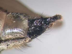 Pamponerus germanicus - Ovipositor - lateral