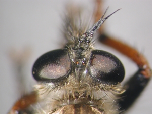 Pamponerus germanicus - head - dorsal