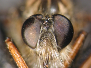 Pamponerus germanicus - head - frontal