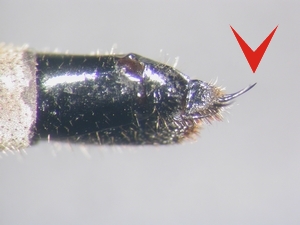 Philonicus albiceps - Ovipositor - lateral