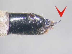 Abb. 30: Philonicus albiceps: Ovopositor lateral