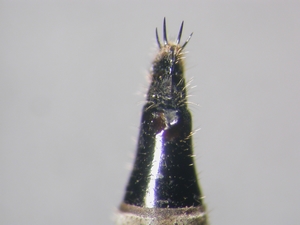 Philonicus albiceps - Ovipositor - dorsal