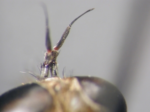 Philonicus albiceps - Antenna