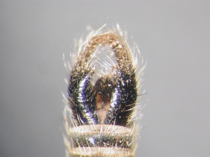 Philonicus albiceps - Hypopygium - dorsal