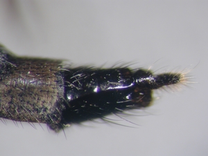 Rhadiurgus variabilis - Ovipositor - lateral